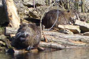 Photo de Myocastor coypus - (2016-03-19) © GRANGIER Christophe