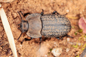 Photo de Opatrum sabulosum - (2016-04-16) © RUILLAT Christian