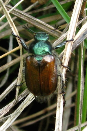 Photo de Phyllopertha horticola - (2006-07-08) © GRANGIER Christophe