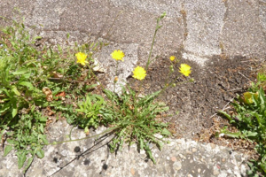 Photo de Crepis capillaris - (2019-06-14) © ROUX Alain