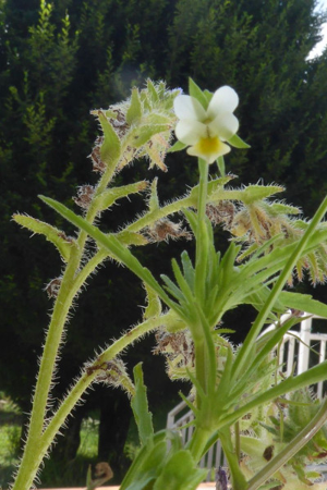 Photo de Viola arvensis - (2019-06-21) © ROUX Alain