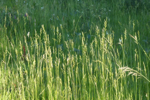 Photo de Brachypodium rupestre - (2019-06-17) © ROUX Alain