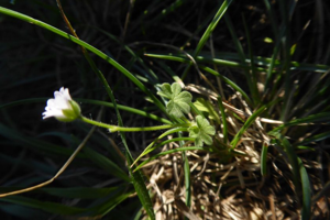 Photo de Geranium molle - (2019-06-17) © ROUX Alain