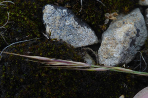 Photo de Vulpia myuros - (2019-06-15) © ROUX Alain