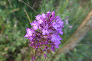 Photo de Anacamptis pyramidalis - (2019-06-26) © ROUX Alain