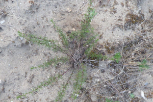 Photo de Artemisia campestris - (2019-06-26) © ROUX Alain