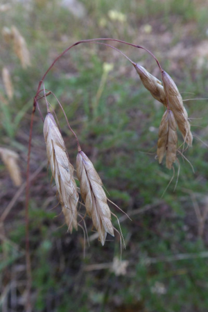 Photo de Bromus squarrosus - (2019-06-26) © ROUX Alain