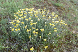 Photo de Helichrysum stoechas - (2019-06-26) © ROUX Alain
