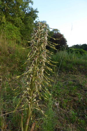 Photo de Himantoglossum hircinum - (2019-06-26) © ROUX Alain