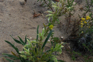 Photo de Onosma arenaria - (2019-06-26) © ROUX Alain