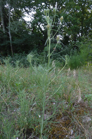 Photo de Plantago arenaria - (2019-06-26) © ROUX Alain