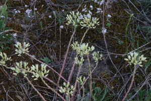 Photo de Sedum ochroleucum - (2019-06-26) © ROUX Alain