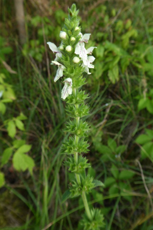 Photo de Stachys recta - (2019-06-26) © ROUX Alain