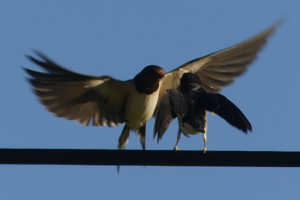 Photo de Hirundo rustica - (2019-06-12) © HÉRITIER Tatjana