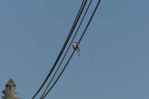 Photo de Lanius collurio - (2019-06-13) © HÉRITIER Tatjana