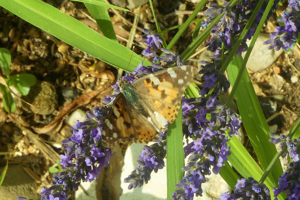 Photo de Vanessa cardui - (2019-07-07) © HÉRITIER Tatjana
