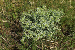 Photo de Eryngium campestre - (2019-07-07) © ROUX Alain