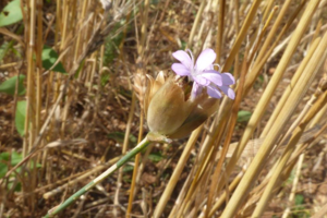 Photo de Petrorhagia prolifera - (2019-07-07) © ROUX Alain