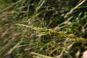 Photo de Anthoxanthum odoratum - (2019-06-17) © ROUX Alain