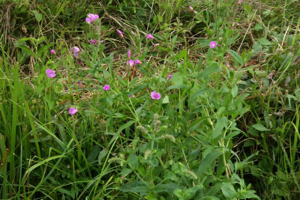 Photo de Epilobium hirsutum - (2019-07-12) © ROUX Alain