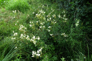 Photo de Filipendula ulmaria - (2019-07-12) © ROUX Alain