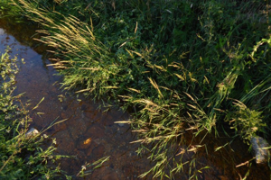 Photo de Agrostis stolonifera - (2019-07-15) © ROUX Alain
