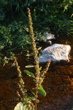 Photo de Rumex obtusifolius - (2019-07-15) © ROUX Alain