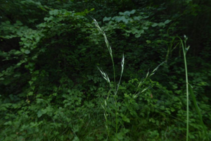 Photo de Festuca heterophylla - (2019-07-15) © ROUX Alain