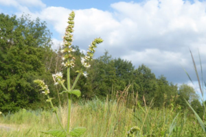 Photo de Mentha suaveolens - (2019-07-15) © ROUX Alain
