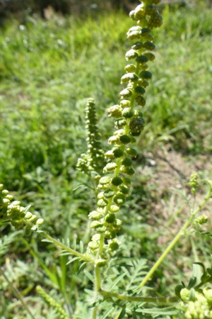 Photo de Ambrosia artemisiifolia - (2016-08-25) © GRANGIER Christophe