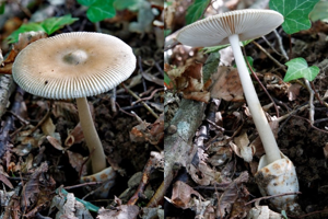 Photo de Amanita fulvoides - (2019-08-13) © GUICHERD Grégory