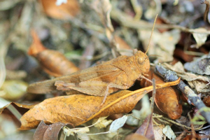 Photo de Oedipoda caerulescens - (2019-07-30) &copy; RUILLAT Christian