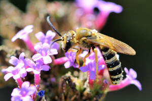 Photo de Halictus scabiosae - (2019-08-11) © RUILLAT Christian